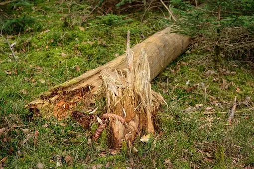 Tree-And-Bush-Debris-Removal--in-Orlando-Florida-tree-and-bush-debris-removal-orlando-florida.jpg-image